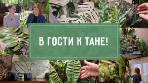 АЙДА В ГОСТИ к Тане! ОБЗОР РАСТЕНИЙ художника!