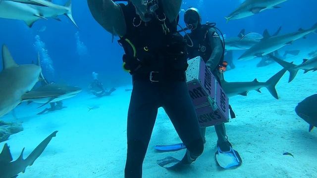 3 - My first shark drive by.