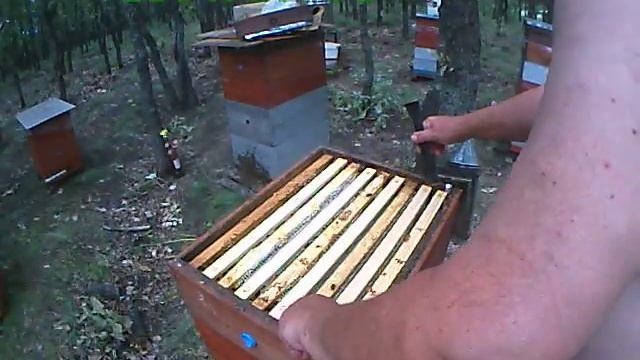 Моя пасека ( отбор  - перебор магазинных рамок)