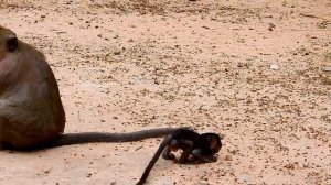 Daniela baby poor goes after mom Dana | Cute baby monkey playing with mom