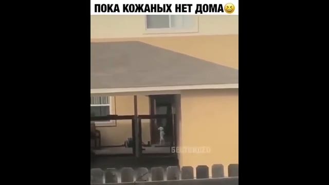 пока кожаных нет дома смотреть онлайн