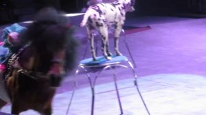 ВАУ! КОШКА катается на ПОНИ! ДОЛМАТИНЦЫ!