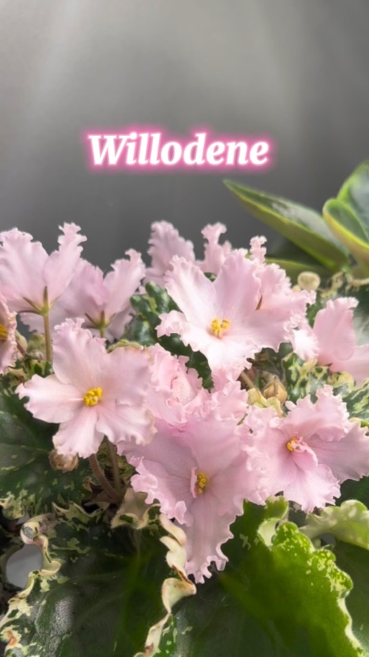 Willodene (M.Lineberg/I.Lineberg)