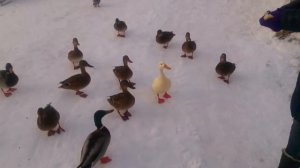 Прыгающие утки:-)