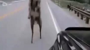 Баран на таран