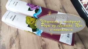 Чёкупила и посадила. Розы из Лемана Про, с описанием  / Vlog Дача как есть 5.03.2025