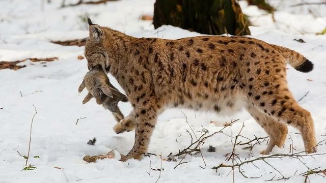 Алексей Мандельштам - Рысь смотреть онлайн