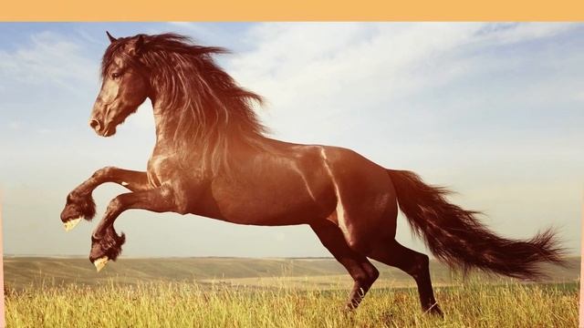 Детские песни - Молодая лошадь (cover Алиса Щербакова). смотреть онлайн