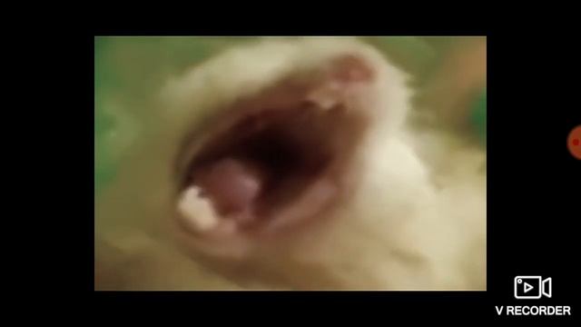 🔥ХОМЯК ГОДЗИЛА🔥 смотреть онлайн