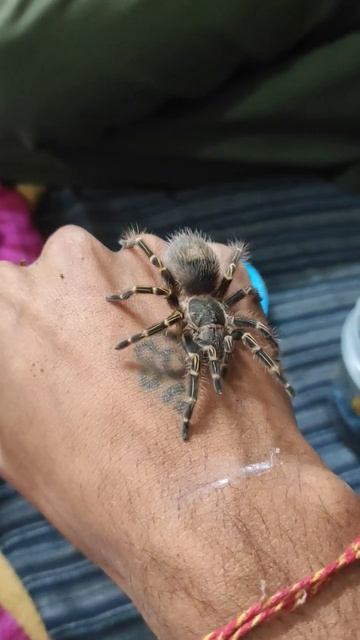 Tarentula Highly Venomous. смотреть онлайн
