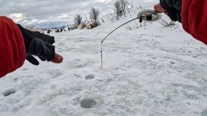 В СТОРОНКЕ от ТОЛПЫ НАШЛИ КУЧУ РЫБЫ. Плотва, голавль. Рыбалка на безмотылку зимой