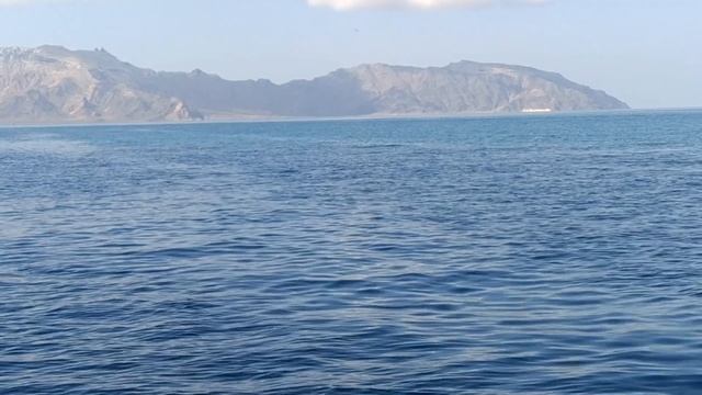 Дельфины Сокотры-2 смотреть онлайн