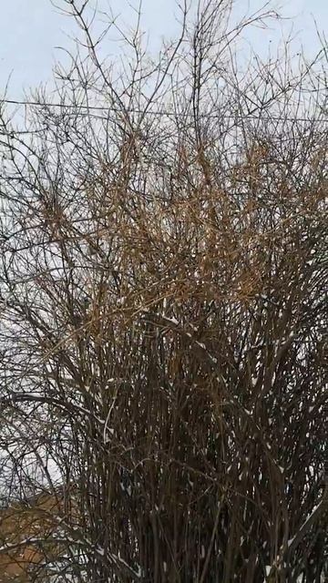 Воробьиный базар смотреть онлайн