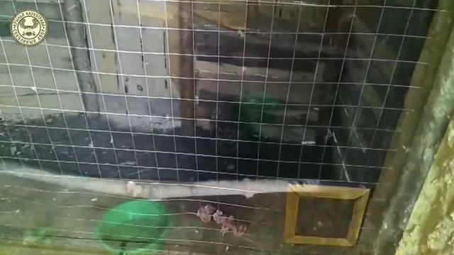 Знакомство с филином Familiarity with owl الألفة مع البومة смотреть онлайн