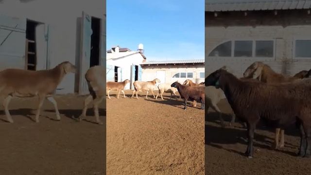 Племенные овцы "Арашановской" породы . Кх " Рейна Кенч" 0771336033 w/p смотреть онлайн