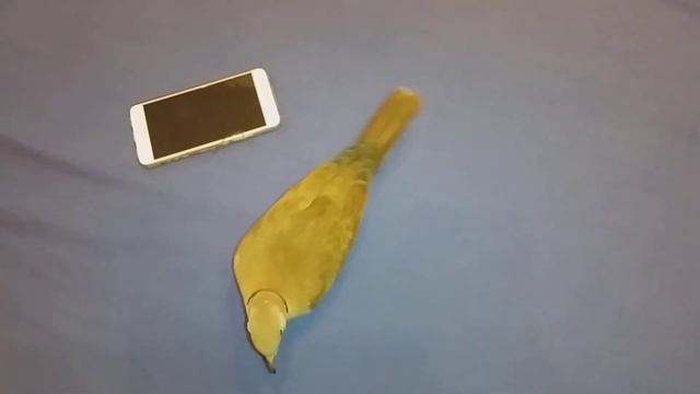 Горлица играет с телефоном смотреть онлайн