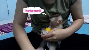 So cute! Smart baby monkey LYLY helps mom clean the room and drink milk to sleep!