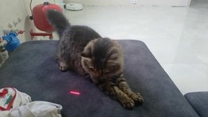 Играю с котом
