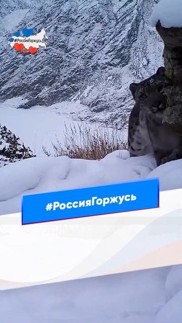 Снежные барсы смотреть онлайн