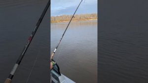 Щука 10 кг, Иртыш, возле Увата