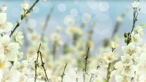 8 марта футаж. Красивое поздравление с 8 марта.