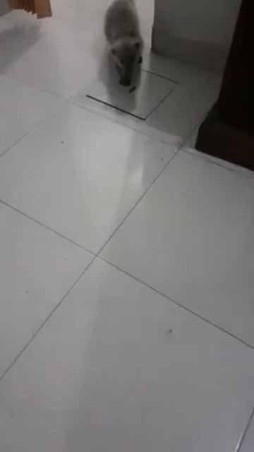 binturong смотреть онлайн