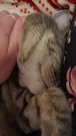 Кошка балдеет ⬛