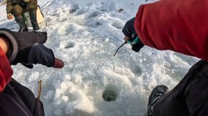 Я их НАШЁЛ и ВАМ ПОКАЖУ! ЛЕСКА ТРЕЩИТ на пальцах. Рыбалка на безмотылку зимой