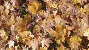 Осень на Финском заливе.Gulf of Finland autumn .Russia St.-Petersburg.