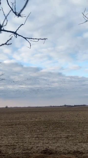 гуси смотреть онлайн