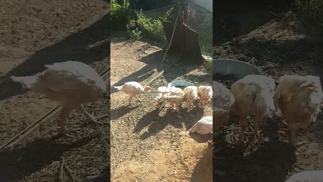 Выращивание Индюков Хайбрид 51 день смотреть онлайн