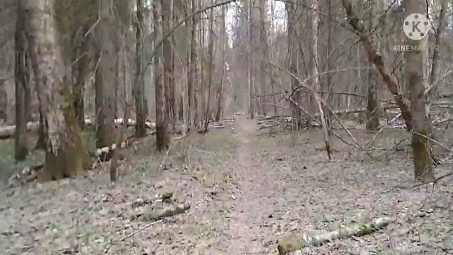 Прогулка в лесу/Разходка в гората/Walk in the forest   20.04.2021 #Лосиныйостров #лесопарк смотреть онлайн