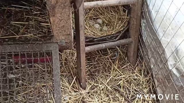 🤗 Ещё гнезда 👍для уток смотреть онлайн