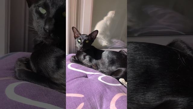 Чилим😎☀️🦇#ориентальныекотята#ориенталы#orientalkitten#oriental#cat#lovecats