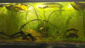 Nymphaea stellata, the Lotus aka Dwarf Lily Bulb to Planted Aquarium Hobbyists