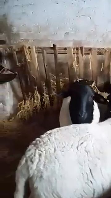 Бараны породы Дорпер контакты: +79993304911, в посёлке Конезаводский Омской области смотреть онлайн