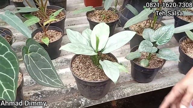 UPDATE TANAMAN HIAS MURAH MERIAH SALSA FLORA‼️MAKIN CANTIK2 DAN JUMBO2 смотреть онлайн