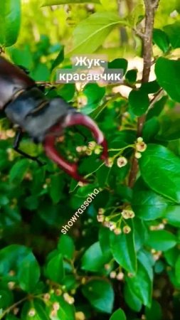 Йоу, жук-олень с большими рогами приветствует!Из Тольятти #shorts-RUTUBE