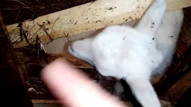 Котные козы для чего снимаю своих коз смотреть онлайн