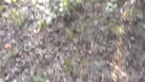 Карелия. Сумозеро.  Карельское чудо