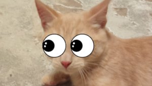 котёнок Марсик