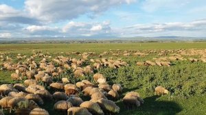 Грузия пригород Рустави рядом с Автопапа и чабан