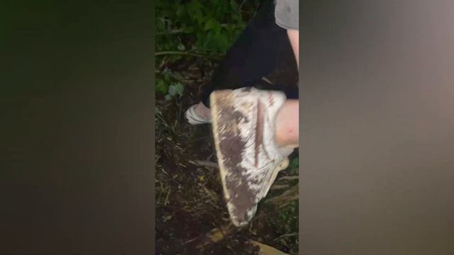 Самый дикий лес feat. клещ смотреть онлайн