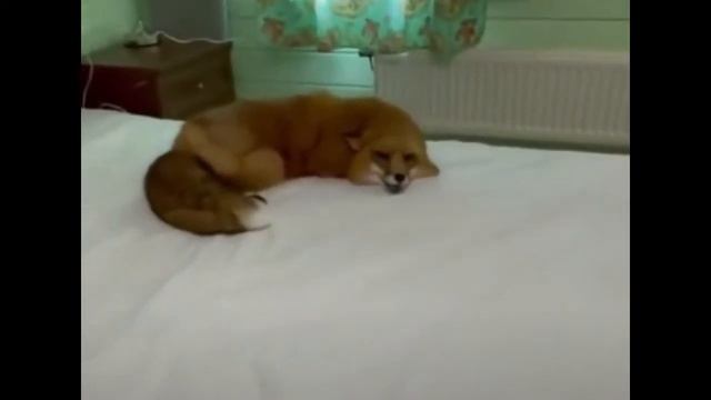 Сами с усами | Подборка смешных видео #019 смотреть онлайн