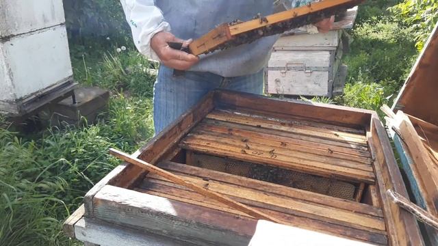 Старой матки нет | Маточников полно | 760. 00
