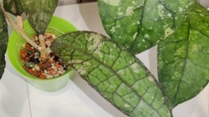 hoya clemensiorum