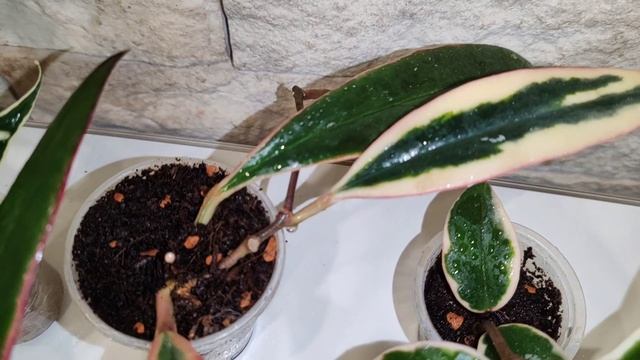 hoya albomarginata смотреть онлайн