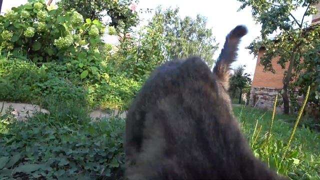 84. Дачный блог 01.08.2021г. Итоги июля. Дождались дождей!