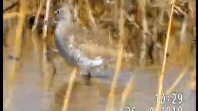 ТРАВНИК(кулик) ХОЗЯЙНИЧАЕТ В РОДНЫХ МЕСТАХ... смотреть онлайн