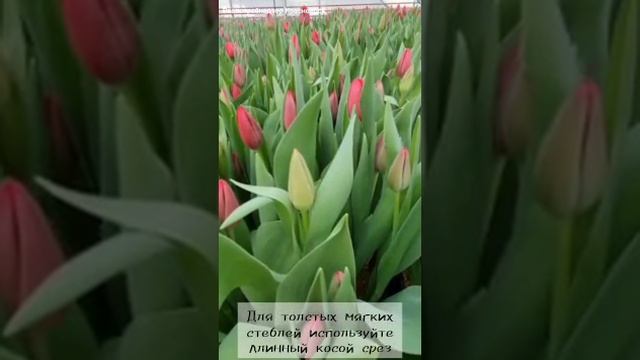 Как выбрать и сохранить букет тюльпанов